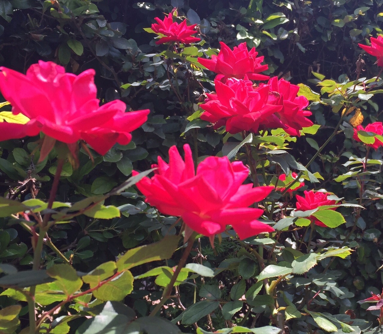 Roses Bloom Almost Year Round Here in Central Florida